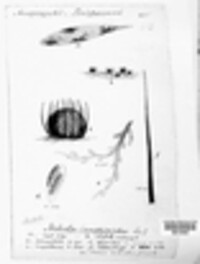 Meliola amphitricha image
